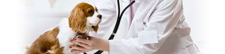 Veterinary job description & duties